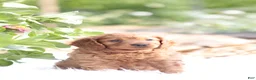 Cavapoo dogs for sale: Ben - Ad 2