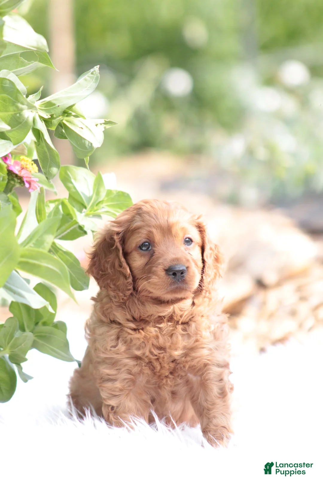 Cavapoo dogs for sale: Ben - Ad 2
