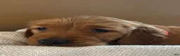Golden Retriever dogs for sale: Golden Retriever Puppy 5 "RED" - Ad 2