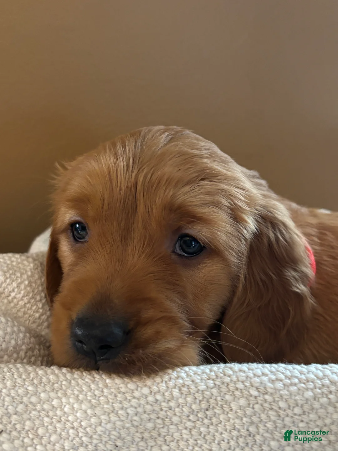 Golden Retriever dogs for sale: Golden Retriever Puppy 5 "RED" - Ad 2