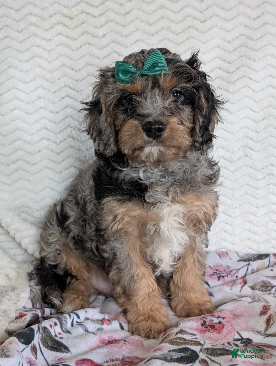 Cavapoo dogs for sale: Bluey - Ad 17