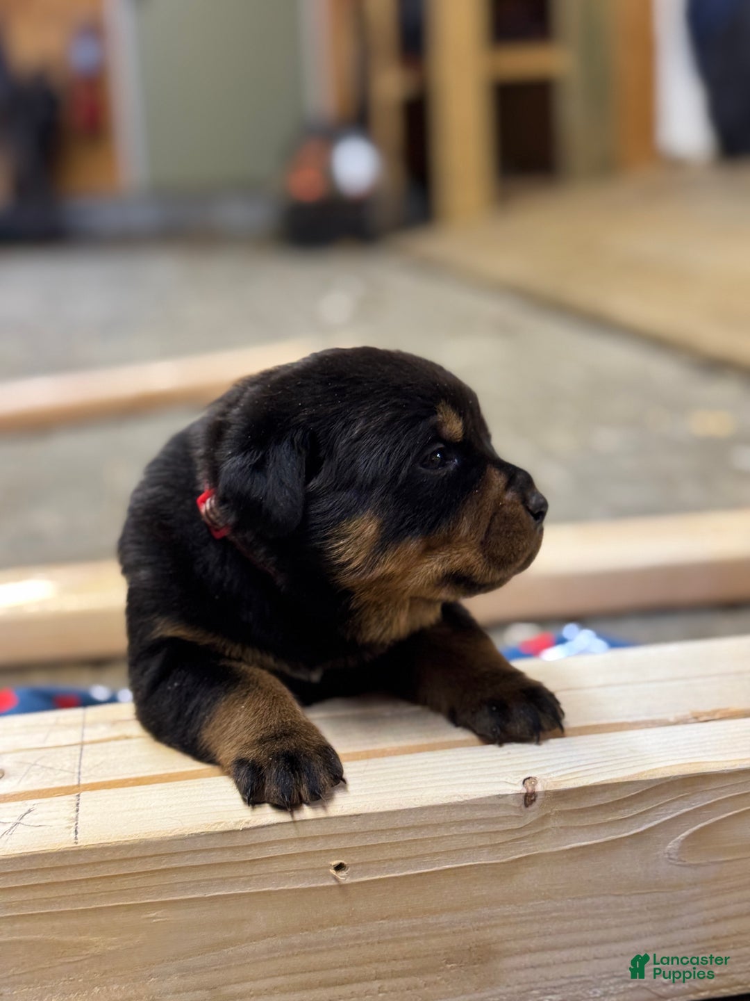 Rottweiler dogs for sale: Darcy (long tail)  - Ad 3