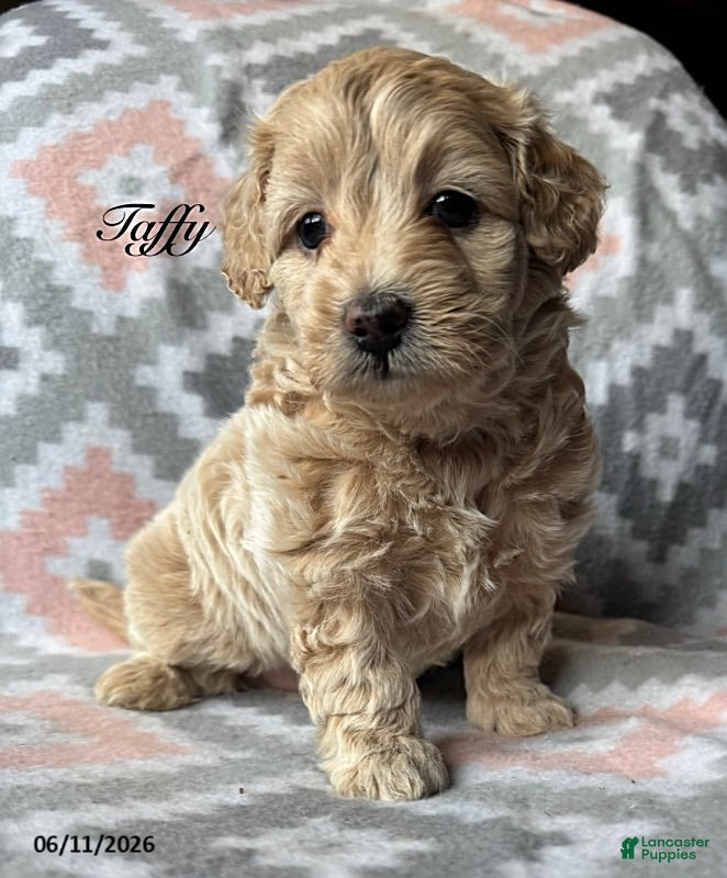 Eskipoo dogs Taffy - Ad 1