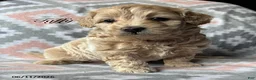 Eskipoo dogs for sale: Taffy - Ad 1