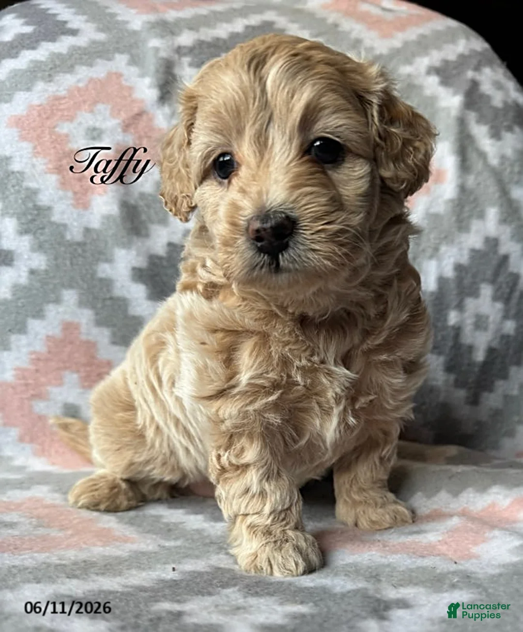 Eskipoo dogs for sale: Taffy - Ad 1