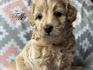 Eskipoo dogs for sale: Taffy - Ad 1