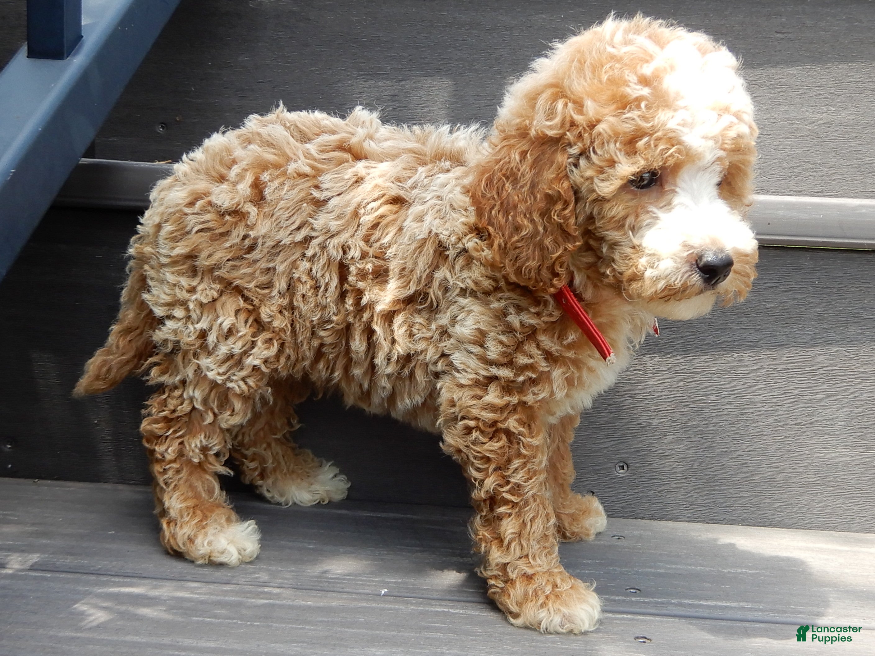 Mini Goldendoodle dogs Brody - Ad 2