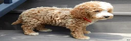 Mini Goldendoodle dogs for sale: Brody - Ad 2