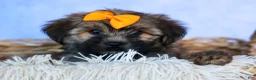 Shorkie dogs for sale: SUE - Ad 3