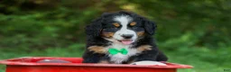 Bernese Mountain Dog dogs for sale: SCOUT - Ad 12