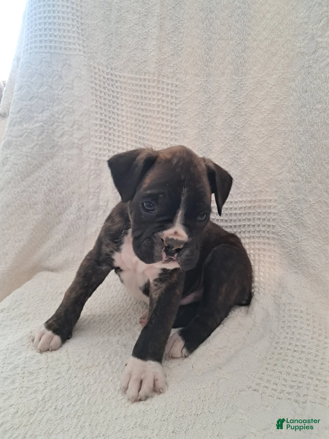 Boxer dogs for sale: Spotty - Ad 6
