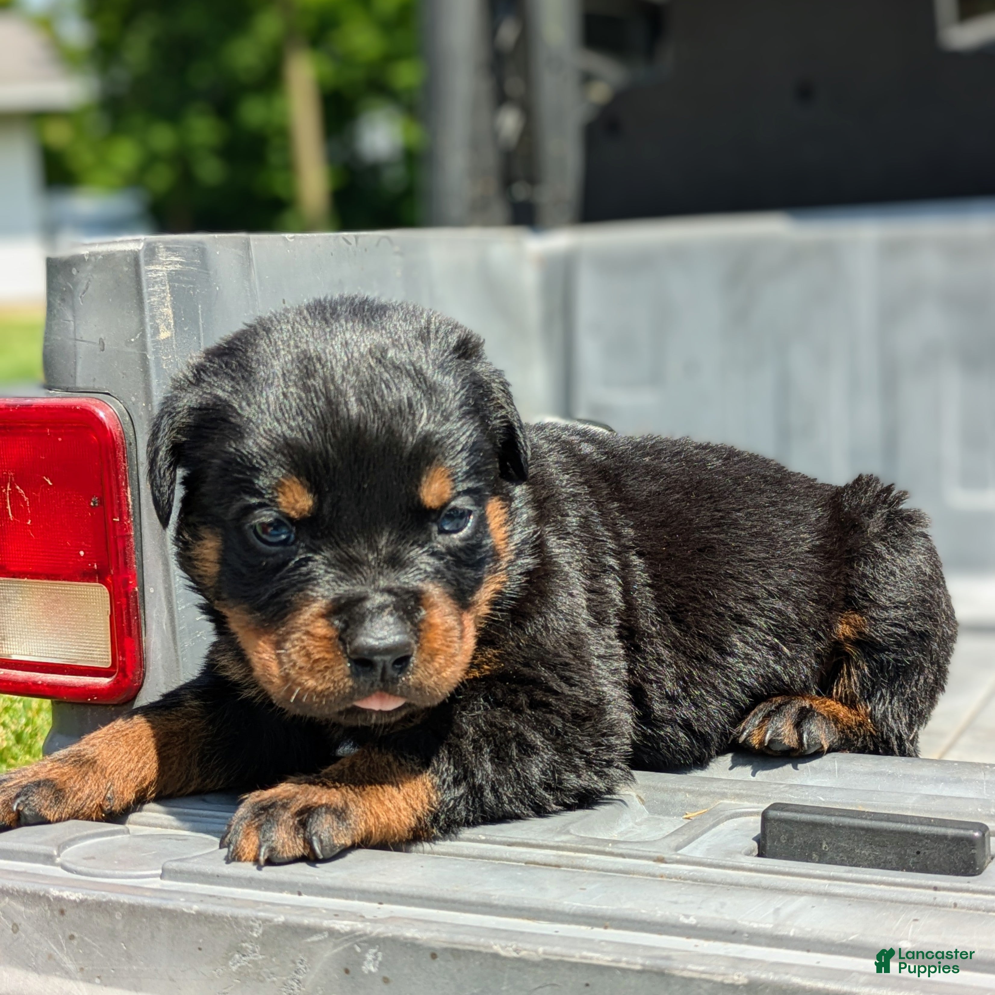 Rottweiler dogs Axel - Ad 2