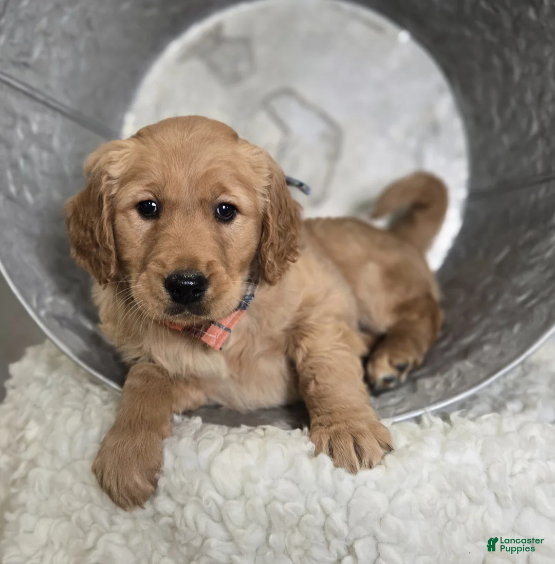 Golden Retriever dogs for sale: Pete - Ad 3