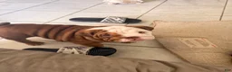 English Bulldog dogs for sale: Choco- Latte - Ad 1