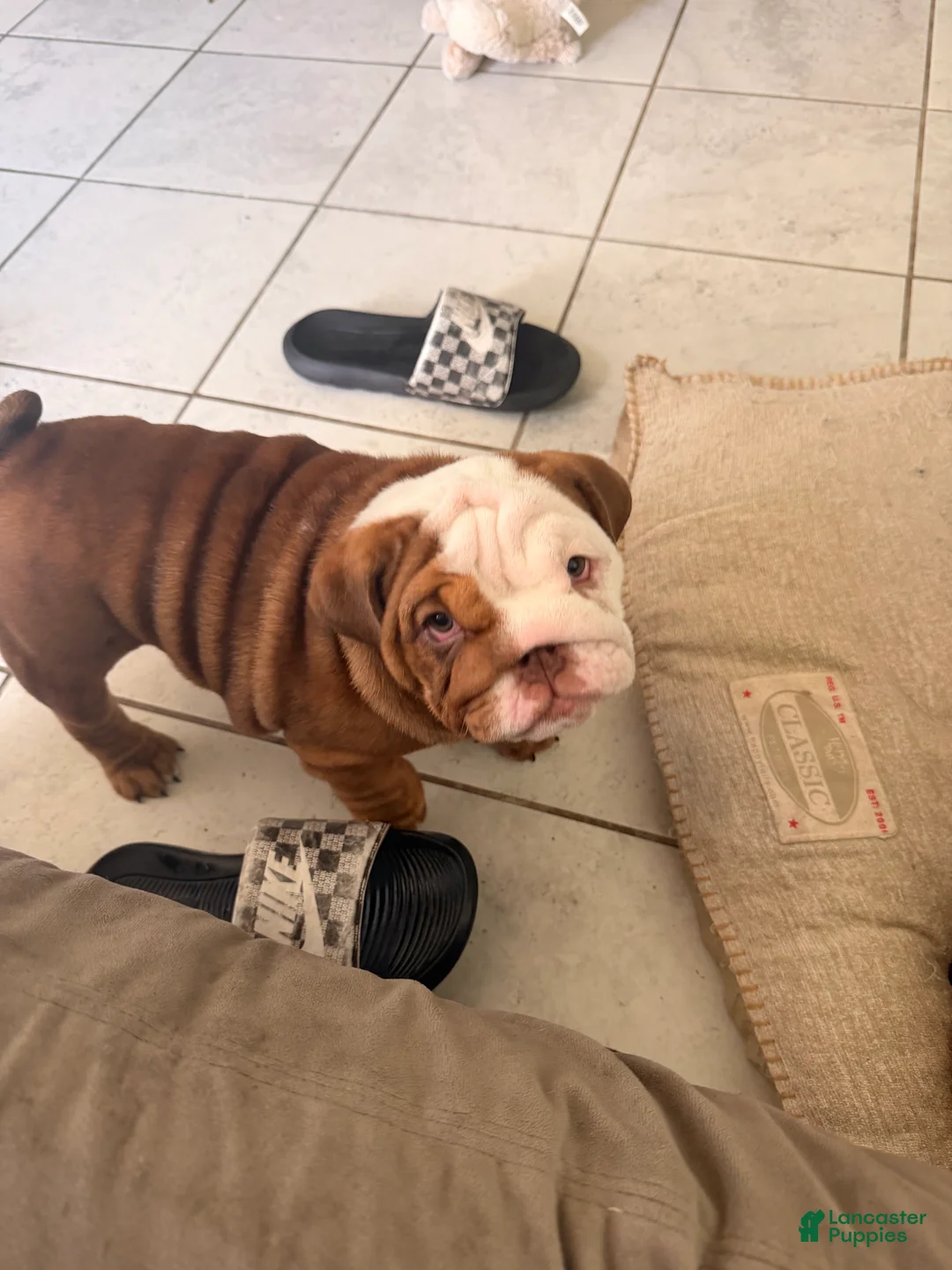 English Bulldog dogs for sale: Choco- Latte - Ad 1