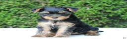 Yorkshire Terrier dogs for sale: Ryder - Ad 1