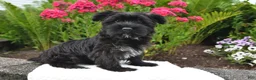 Yorkiepoo dogs for sale: Maverick - Ad 2