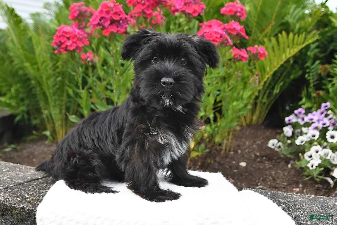 Yorkiepoo dogs for sale: Maverick - Ad 2