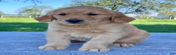 Golden Retriever dogs for sale: Indy - Ad 3