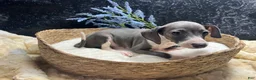 Italian Greyhound dogs for sale: Italian Greyhound 1 - Ad 7