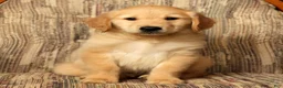 Golden Retriever dogs for sale: Teddy - Ad 3