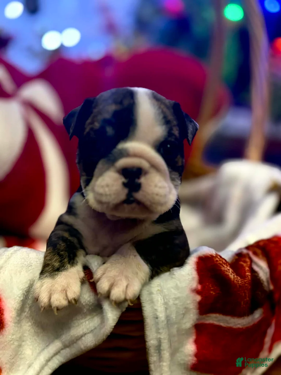 English Bulldog dogs for sale: Hershey  - Ad 6