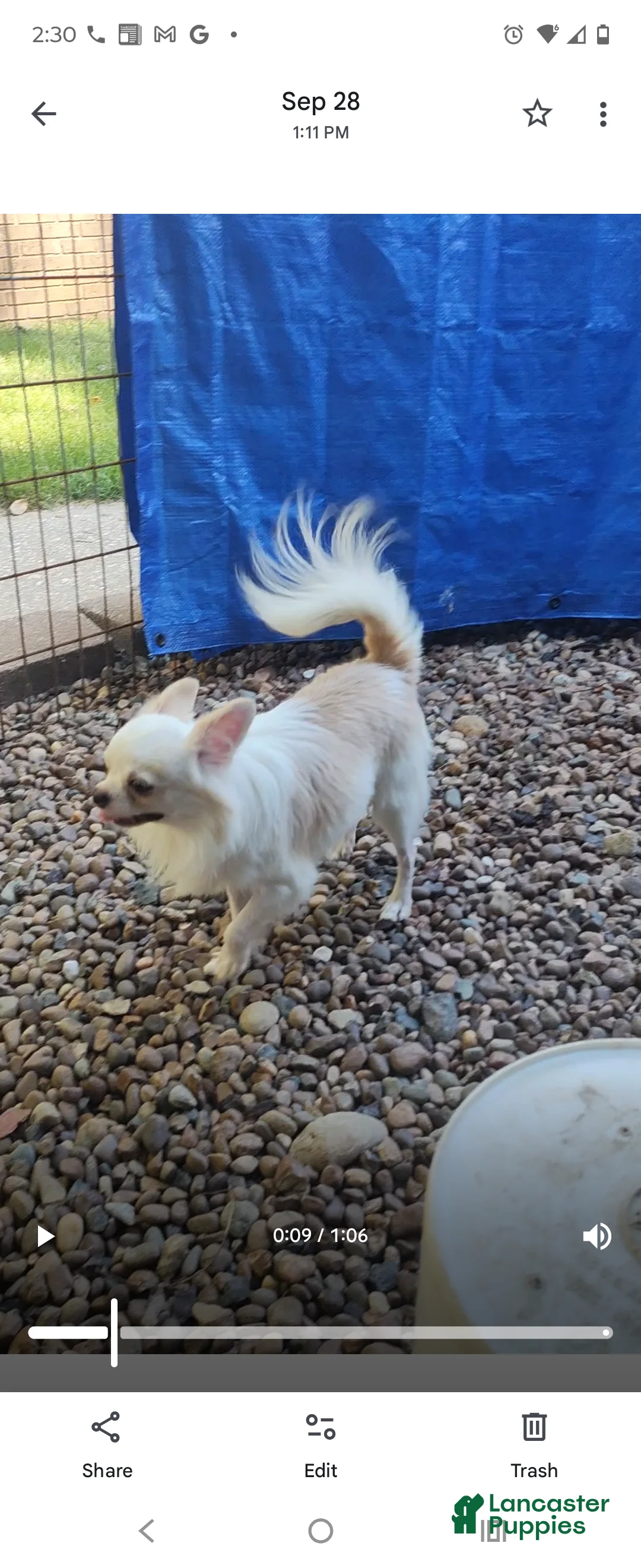 Chihuahua dogs for sale: Maybe - Ad 2