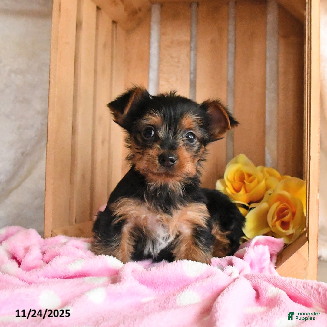 Yorkshire Terrier dogs for sale: Hershey - Ad 4