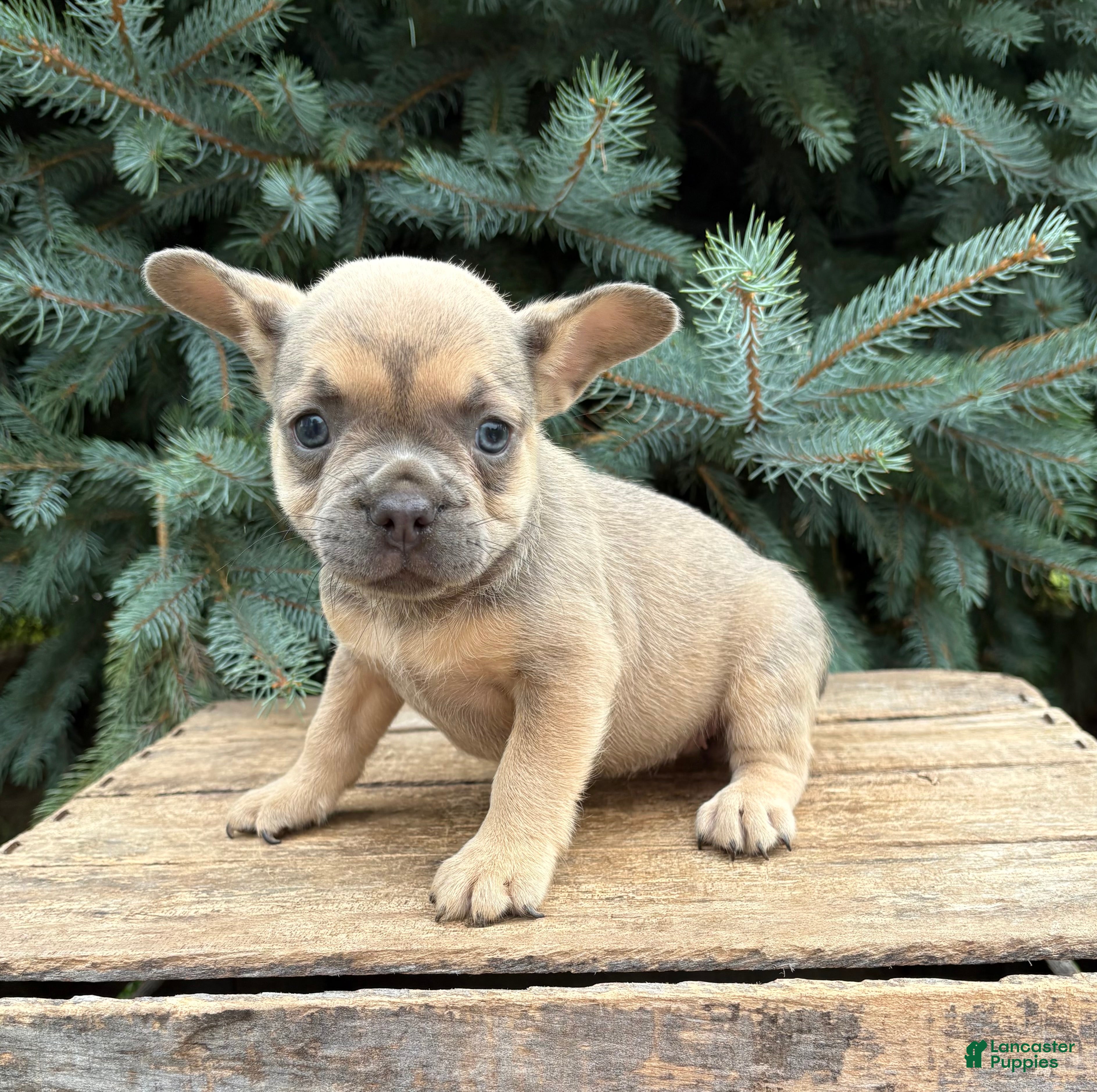 French Bulldog dogs Dahlia - Ad 1