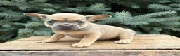 French Bulldog dogs for sale: Dahlia - Ad 1