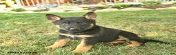 German Shepherd dogs for sale: Taffy  - Ad 4