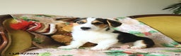 Welsh Corgi Pembroke dogs for sale: Natalie - Ad 21