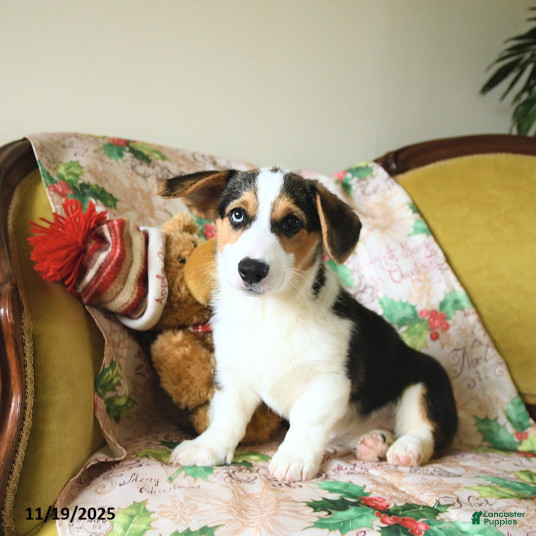 Welsh Corgi Pembroke dogs for sale: Natalie - Ad 21