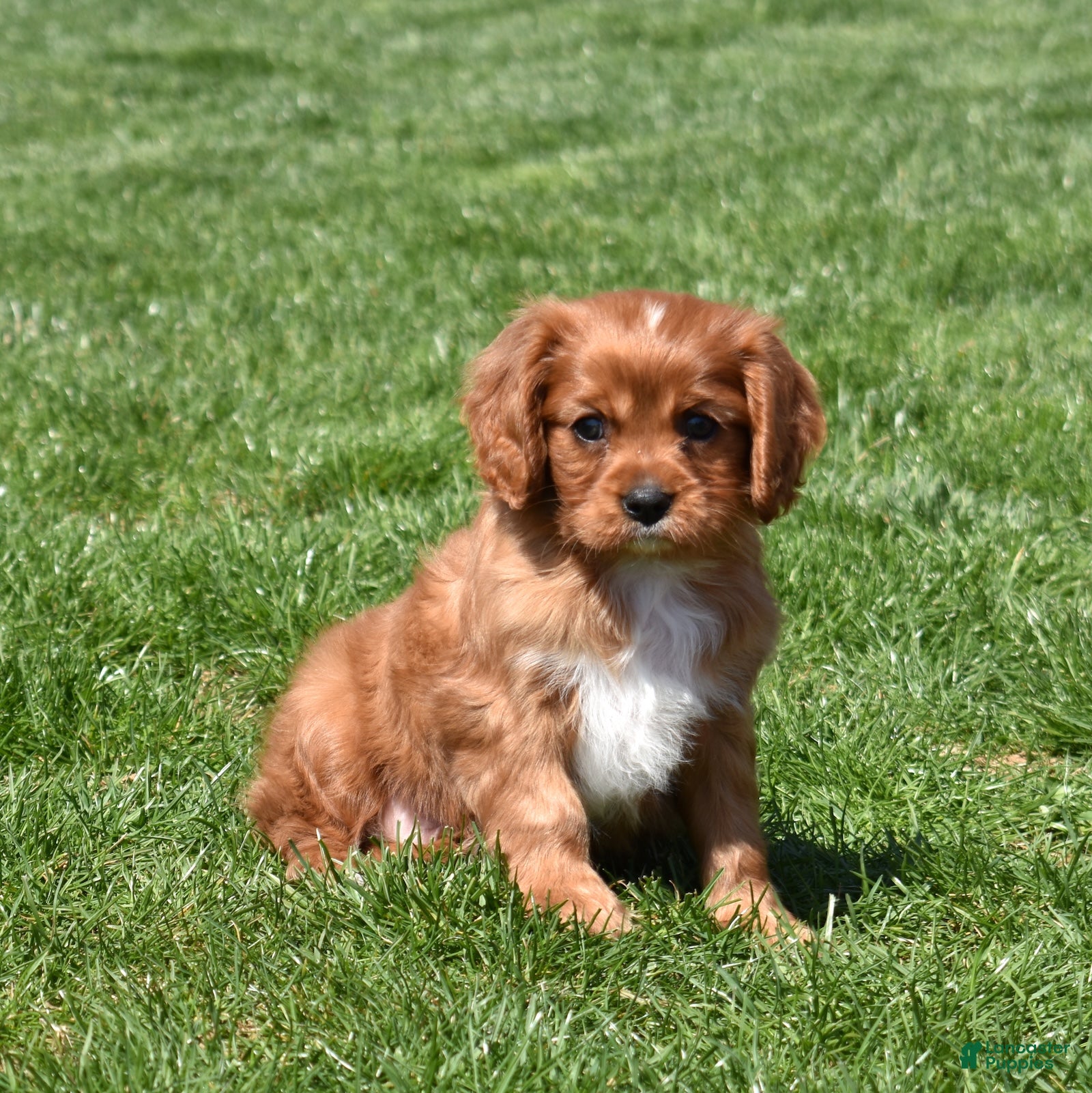 Cavalier King Charles Spaniel dogs Rookie  - Ad 1