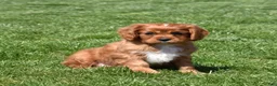 Cavalier King Charles Spaniel dogs for sale: Rookie  - Ad 4