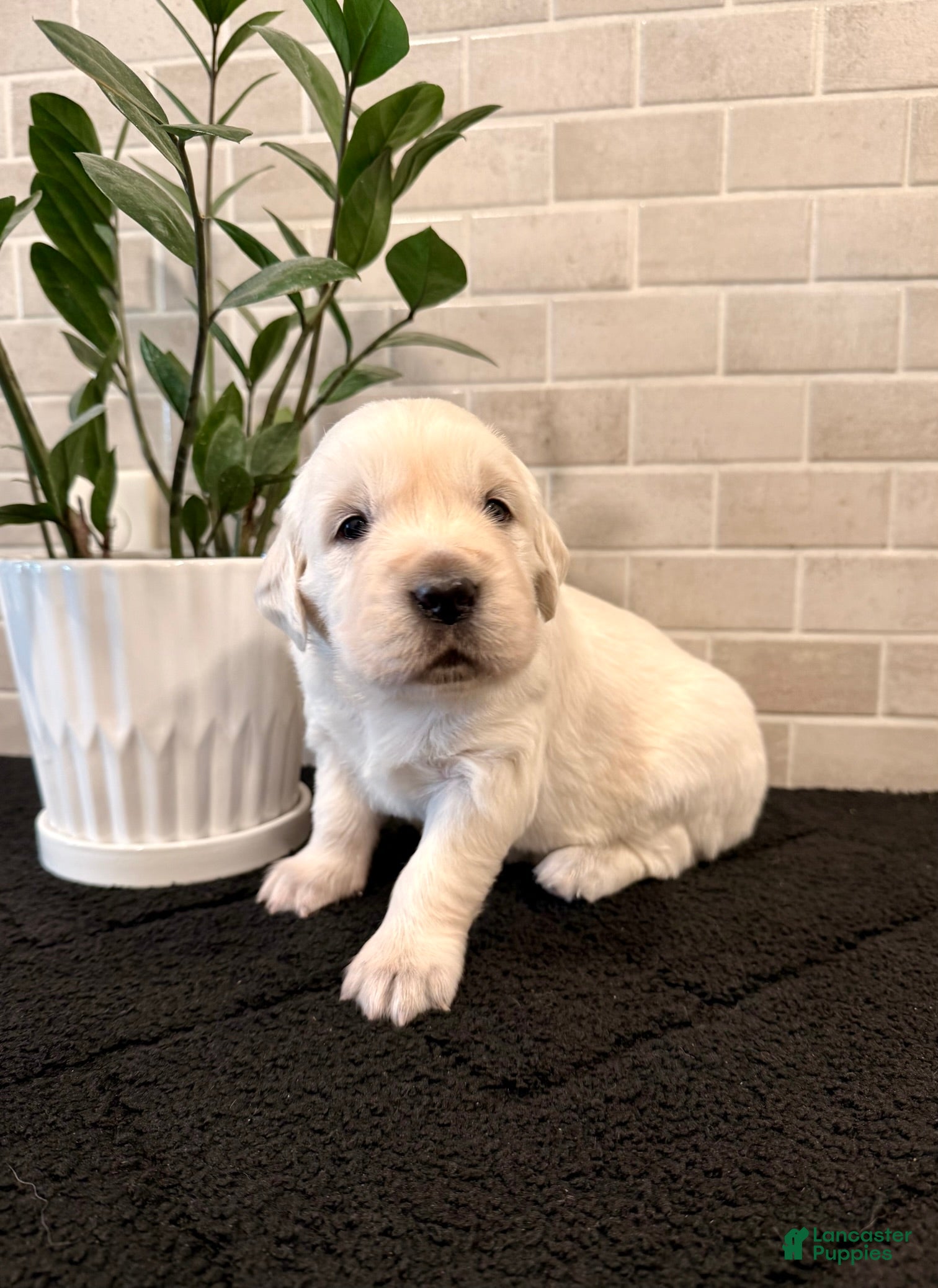 Golden Retriever dogs for sale: Clara - Ad 1
