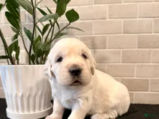 Golden Retriever dogs for sale: Clara - Ad 1