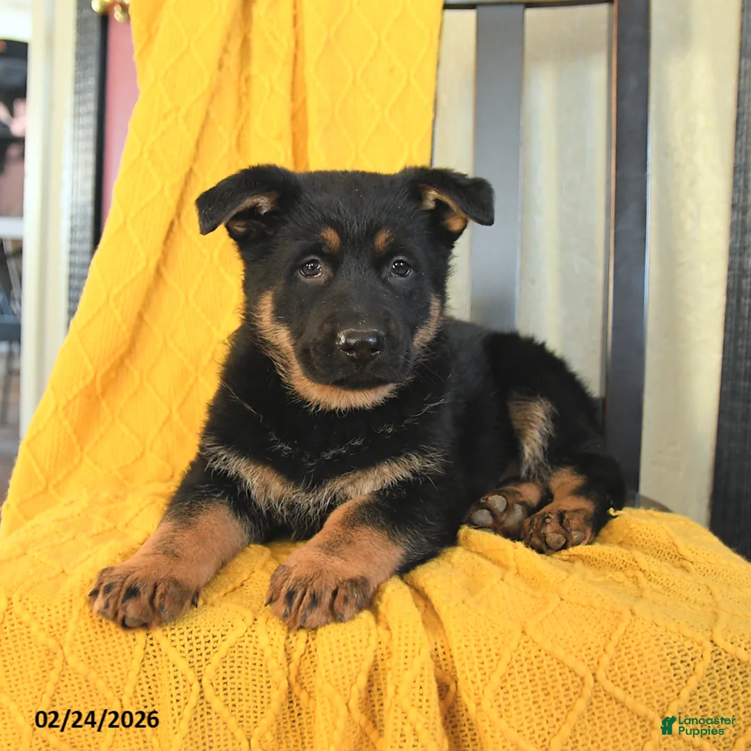 German Shepherd dogs for sale: Georgia - Ad 4