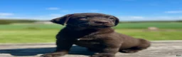 Labrador Retriever dogs for sale: Bella - Ad 1