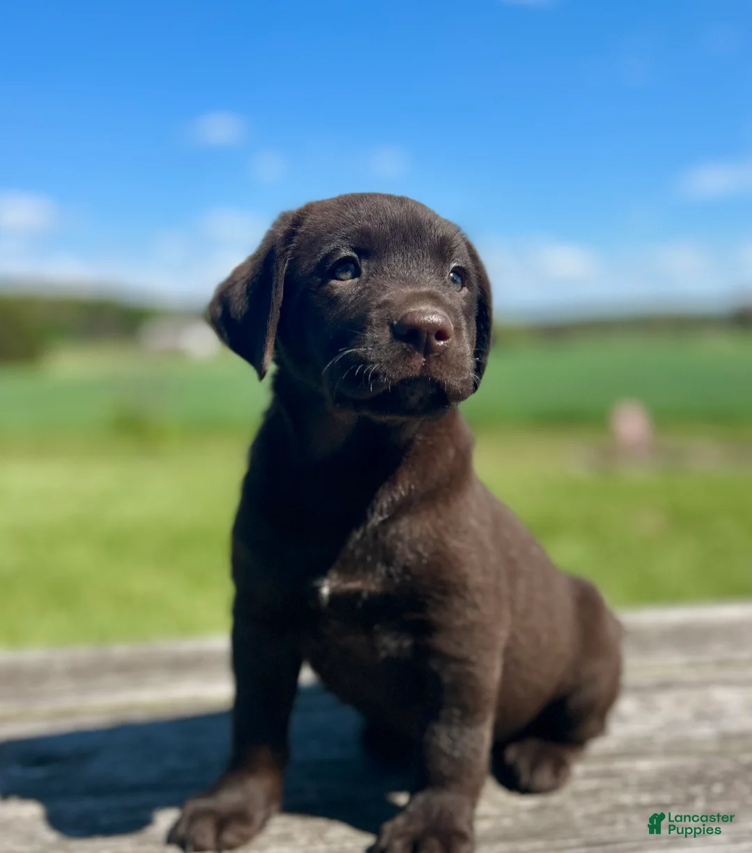 Labrador Retriever dogs for sale: Bella - Ad 1