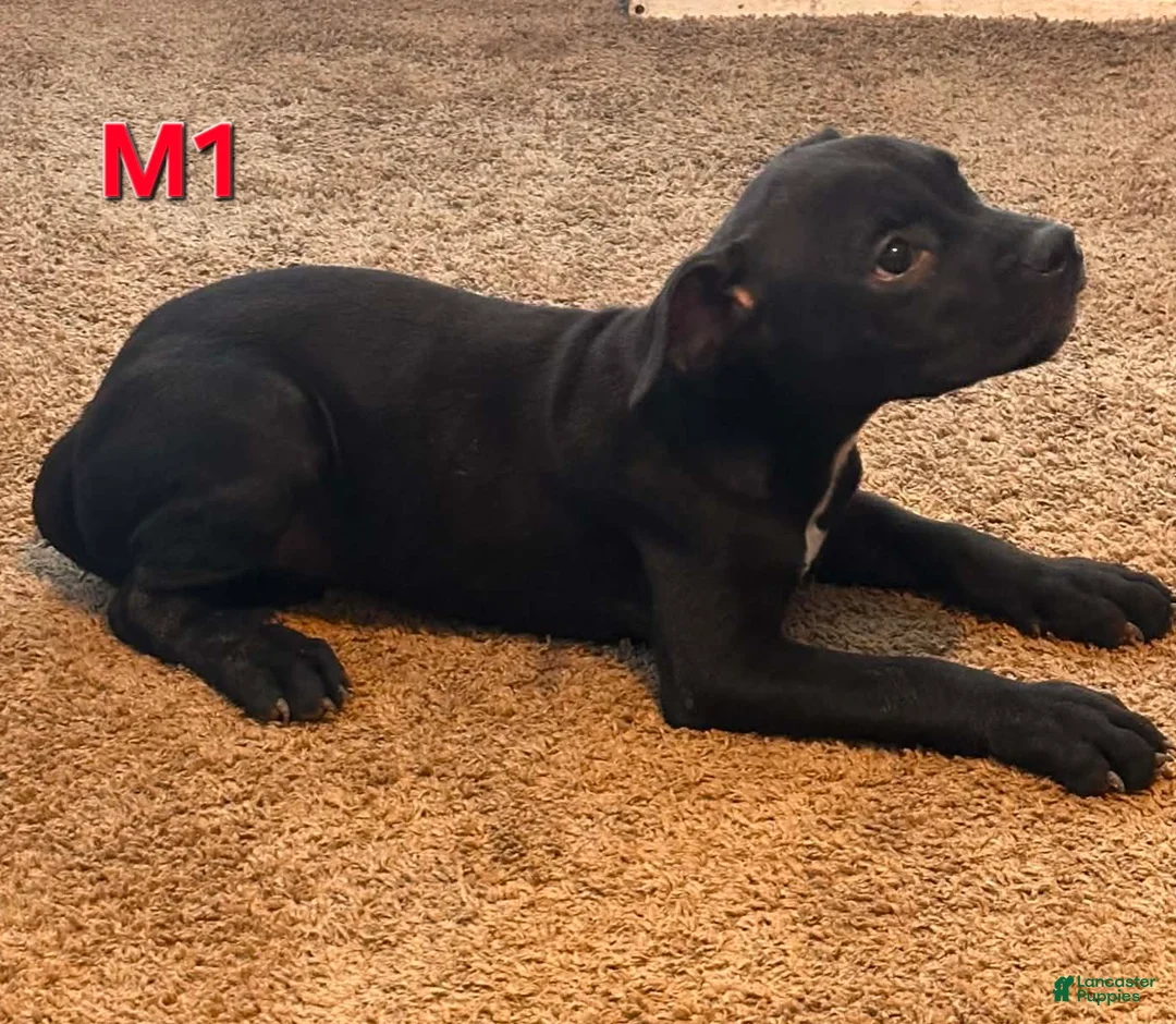 Mixed Breed dogs for sale: Male 1 - Ad 2