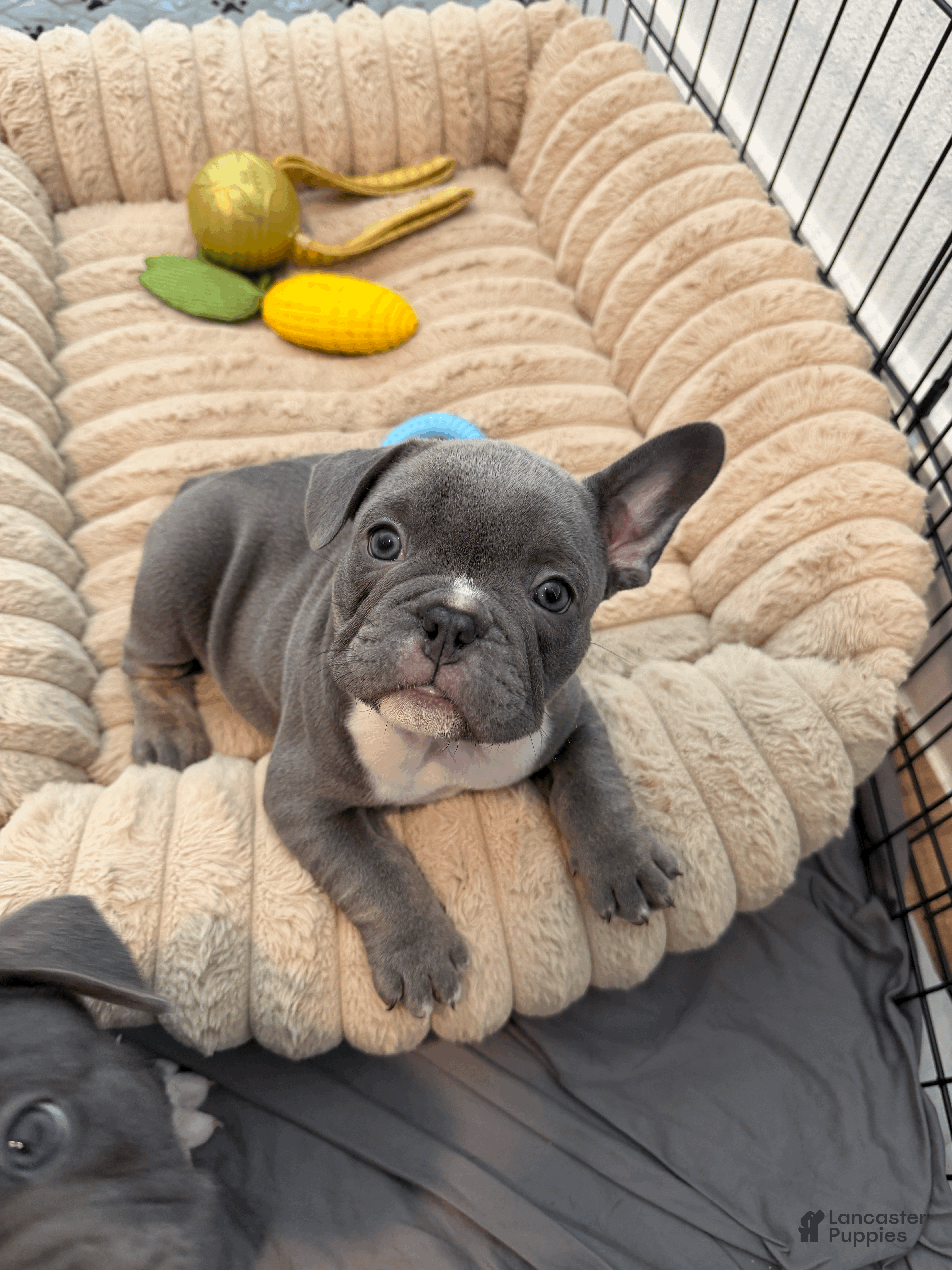 Mixed Breed dogs Blue Tricolored, Micro Bully Male - Ad 12