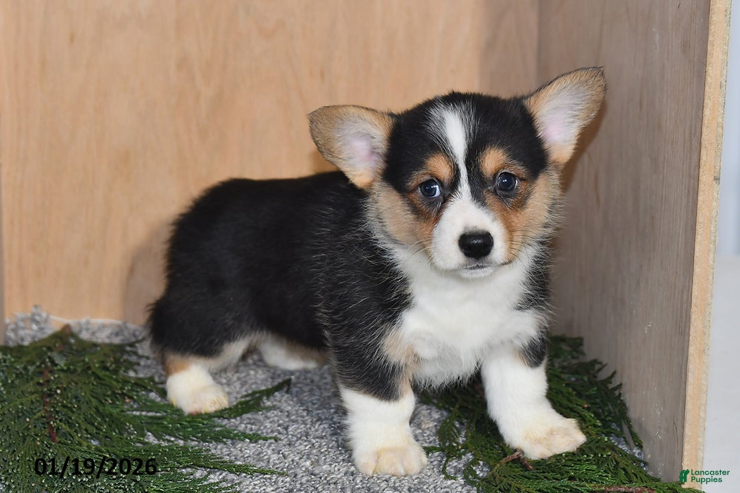 Welsh Corgi Pembroke dogs for sale: Lily - Ad 3