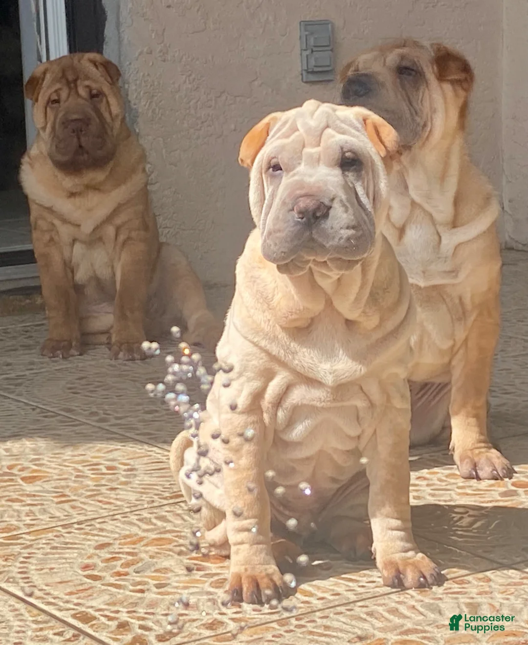 Shar Pei dogs for sale: Goose - Ad 2