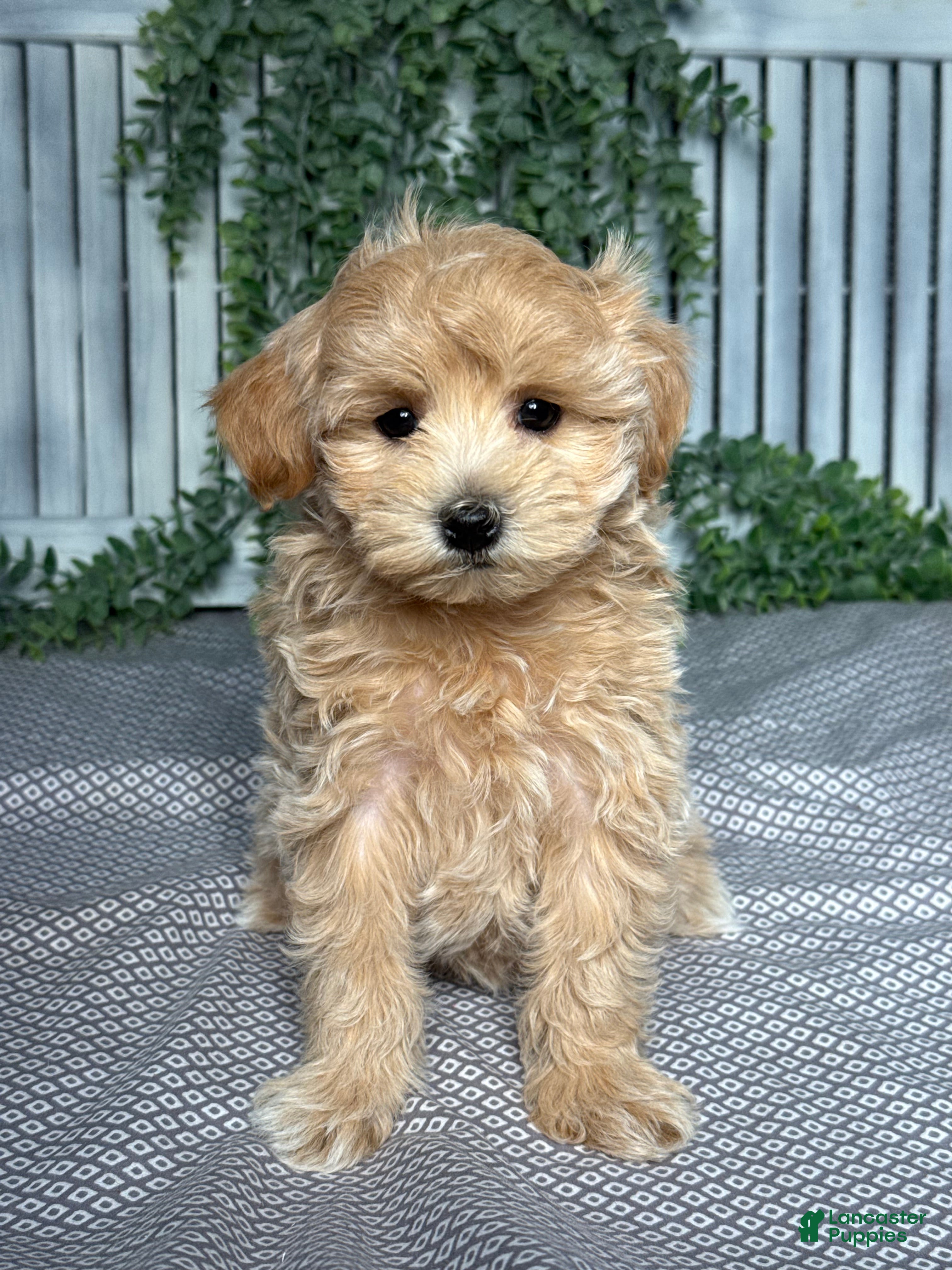Maltipoo dogs Skye - Ad 1