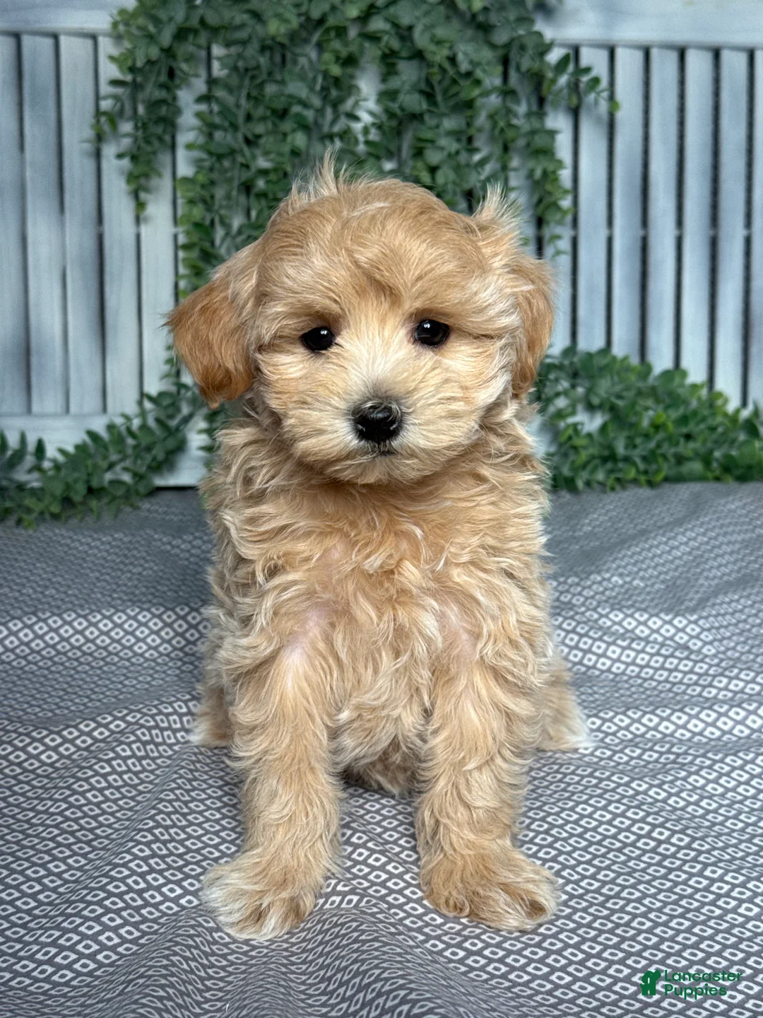Maltipoo dogs for sale: Skye - Ad 1