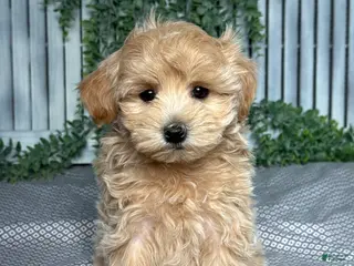 Maltipoo dogs for sale: Skye - Ad 2