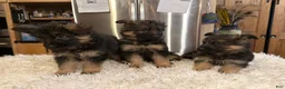 German Shepherd dogs for sale: German Shepherd Puppy 3 - Ad 13