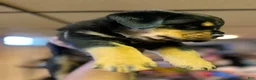 Rottweiler dogs for sale: Rottweiler 4 - Ad 6