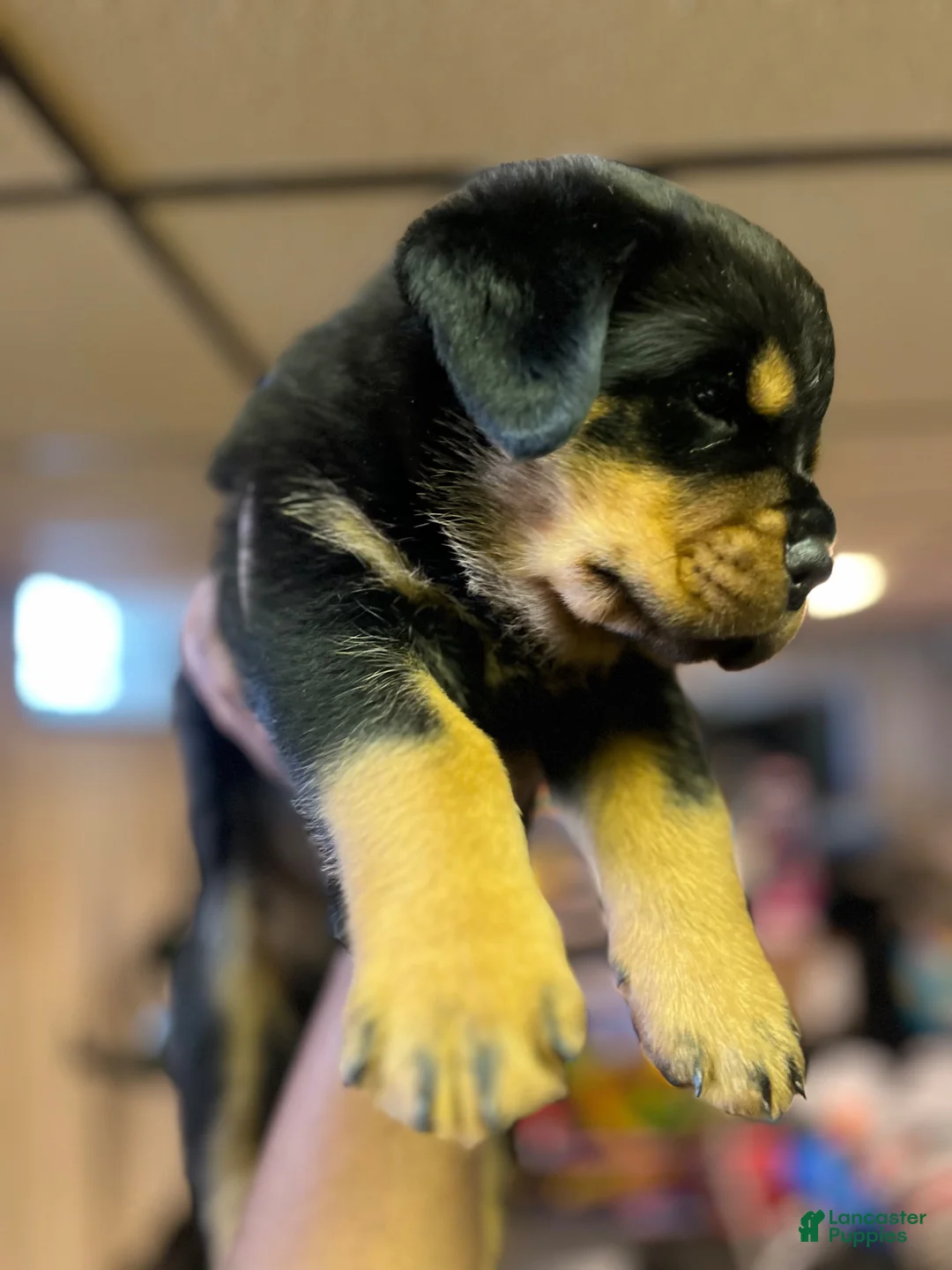 Rottweiler dogs for sale: Rottweiler 4 - Ad 6